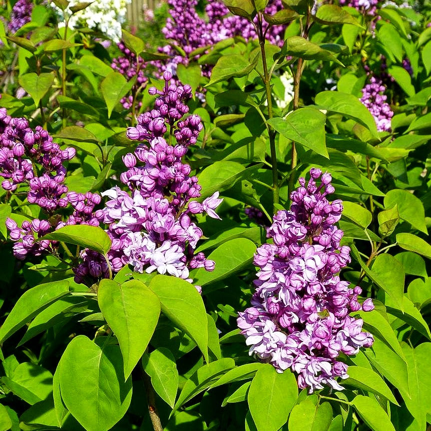 Edel-Flieder 'Capitaine Perrault' (Syringa vulg.)