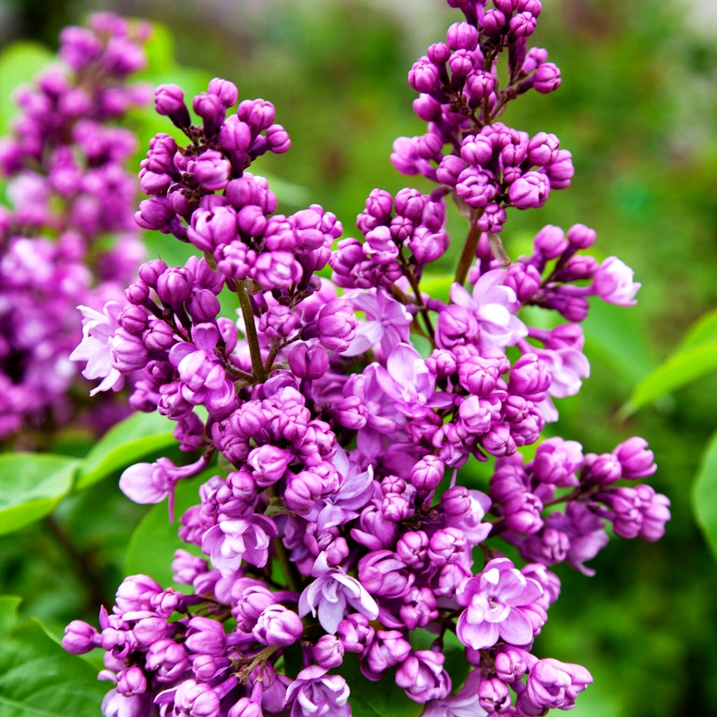 Edel-Flieder 'Capitaine Perrault' (Syringa vulg.)
