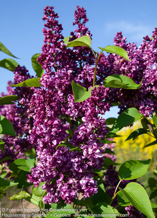 Edel-Flieder 'Charles Joly' (Syringa vulg.)