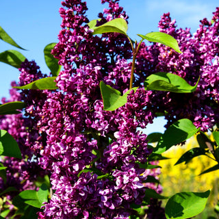 Edel-Flieder 'Charles Joly' (Syringa vulg.)