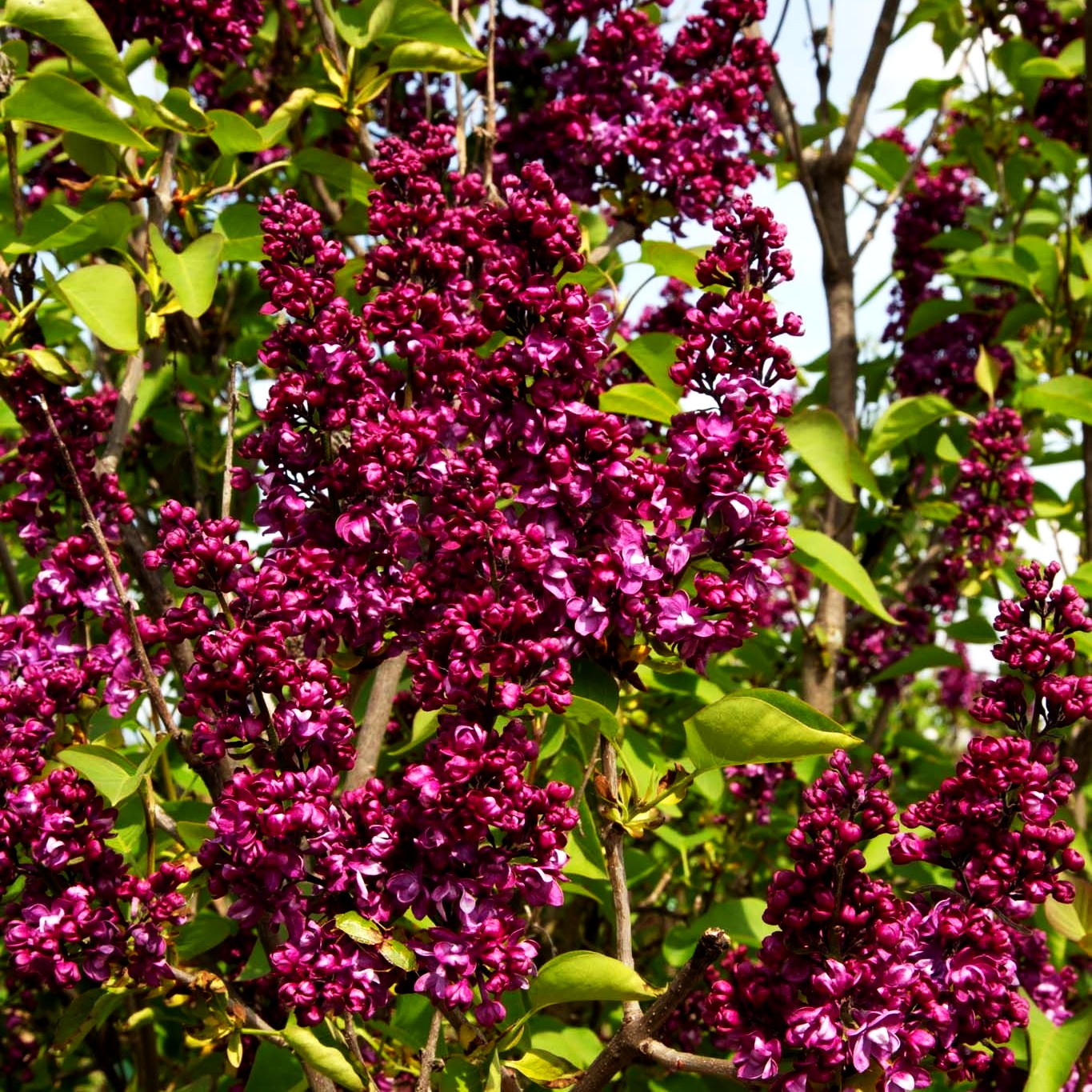 Edel-Flieder 'Charles Joly' (Syringa vulg.)
