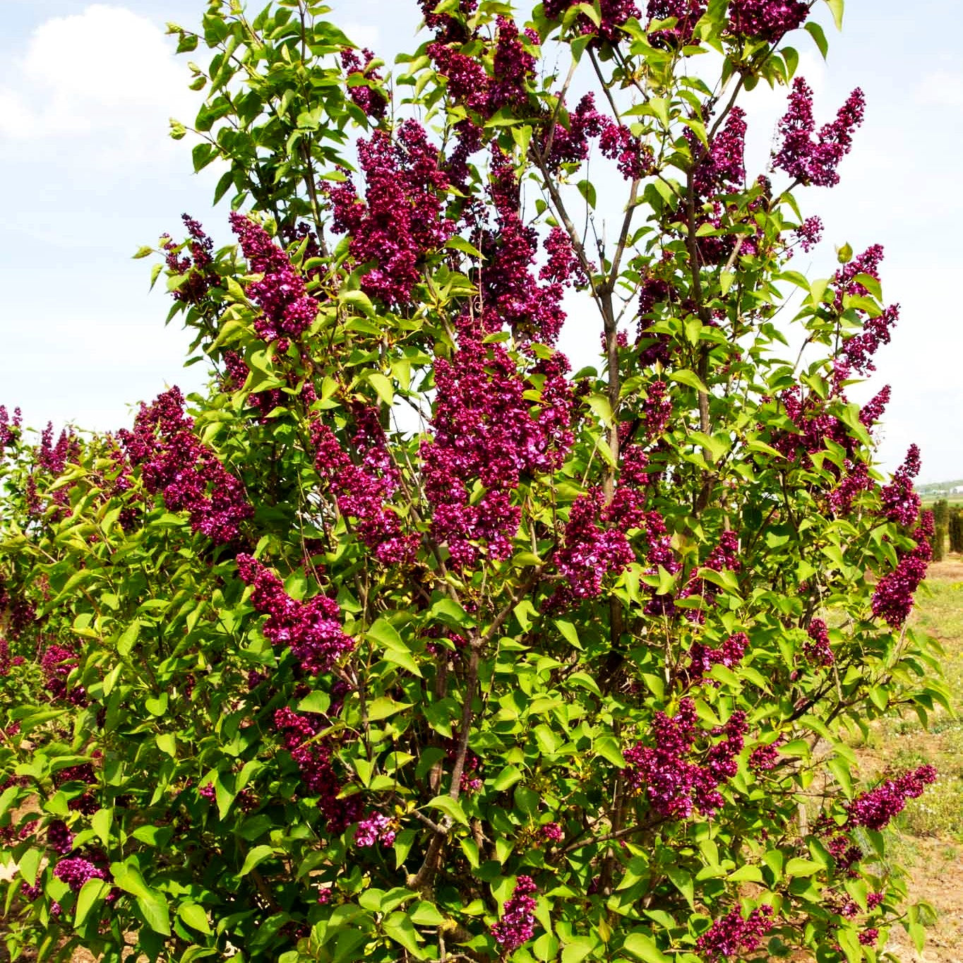 Edel-Flieder 'Charles Joly' (Syringa vulg.)