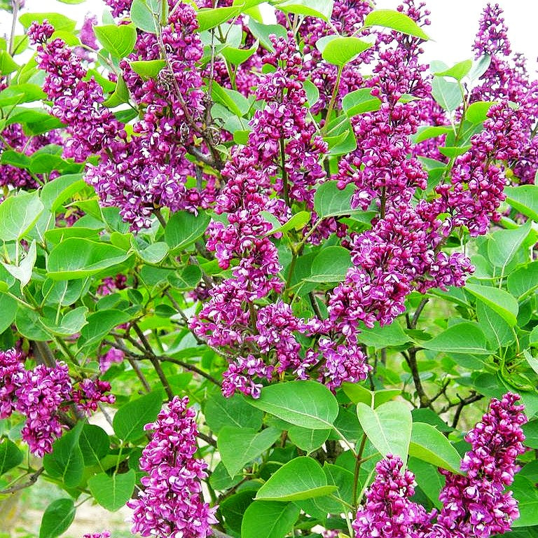 Edel-Flieder 'Charles Joly' (Syringa vulg.)