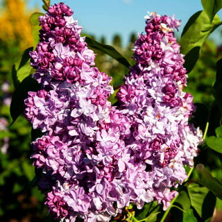 Edel-Flieder 'Katharine Havemeyer' (Syringa vulg.)