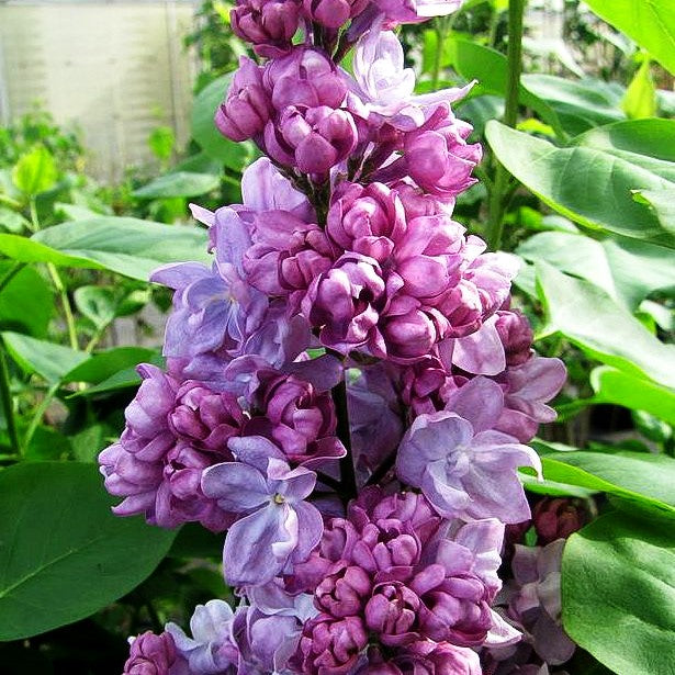 Edel-Flieder 'Katharine Havemeyer' (Syringa vulg.)