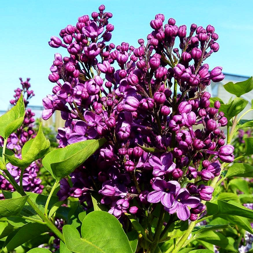 Edel-Flieder 'Massena' (Syringa vulg.)