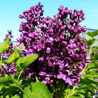 Edel-Flieder 'Massena' (Syringa vulg.)