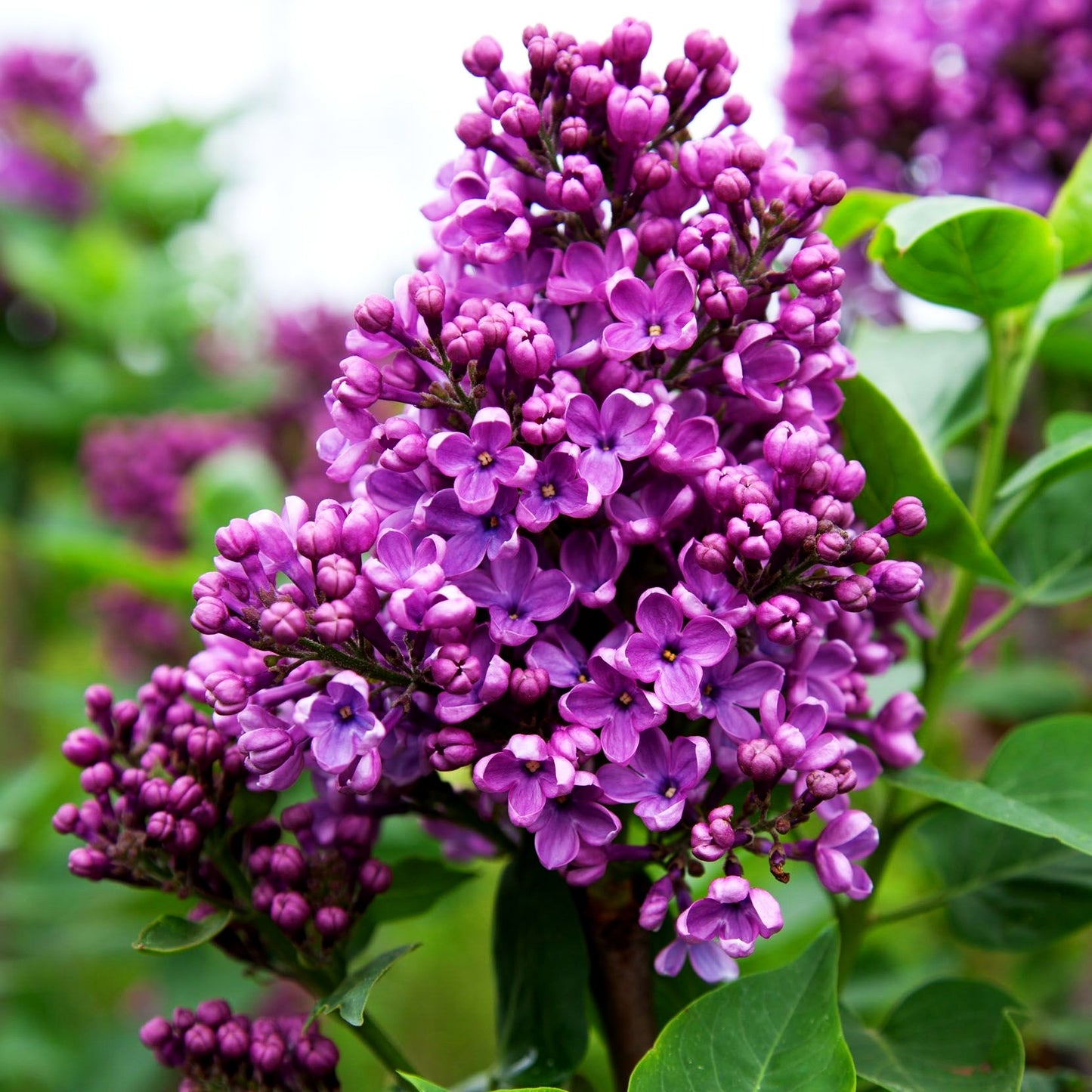 Edel-Flieder 'Massena' (Syringa vulg.)