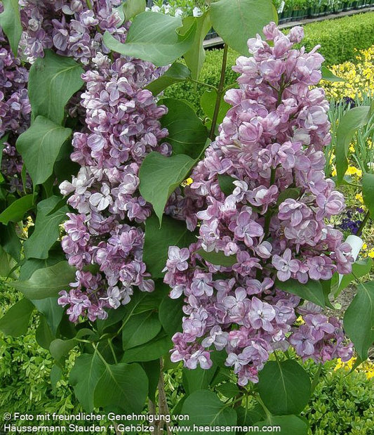 Edel-Flieder 'Michel Buchner' (Syringa vulg.)