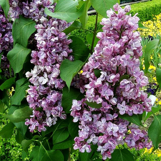 Edel-Flieder 'Michel Buchner' (Syringa vulg.)