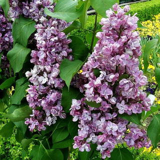 Edel-Flieder 'Michel Buchner' (Syringa vulg.)