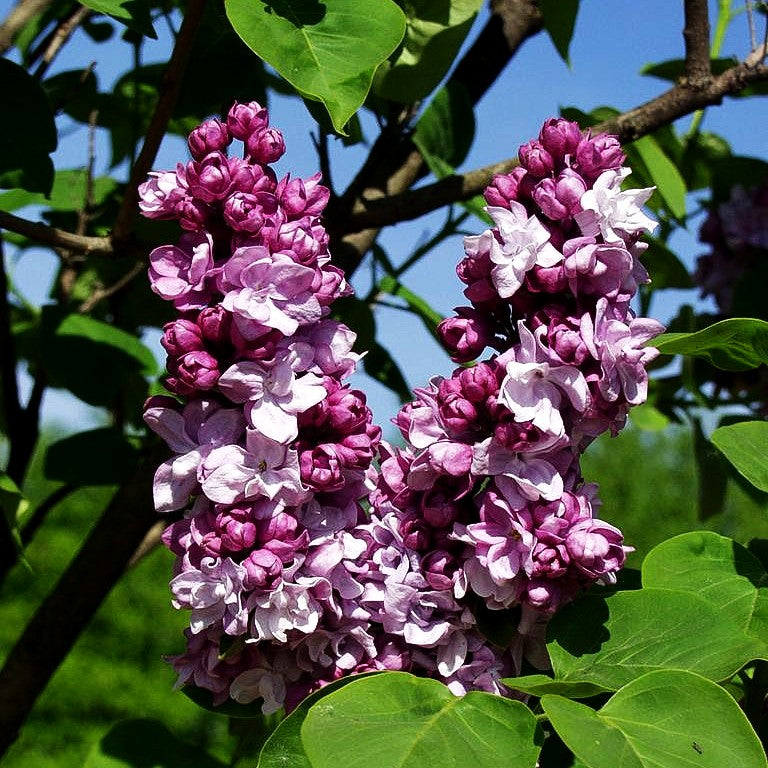 Edel-Flieder 'Michel Buchner' (Syringa vulg.)
