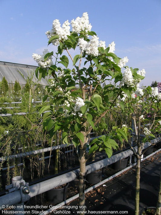 Edel-Flieder 'Mme Lemoine' (Syringa vulg.)
