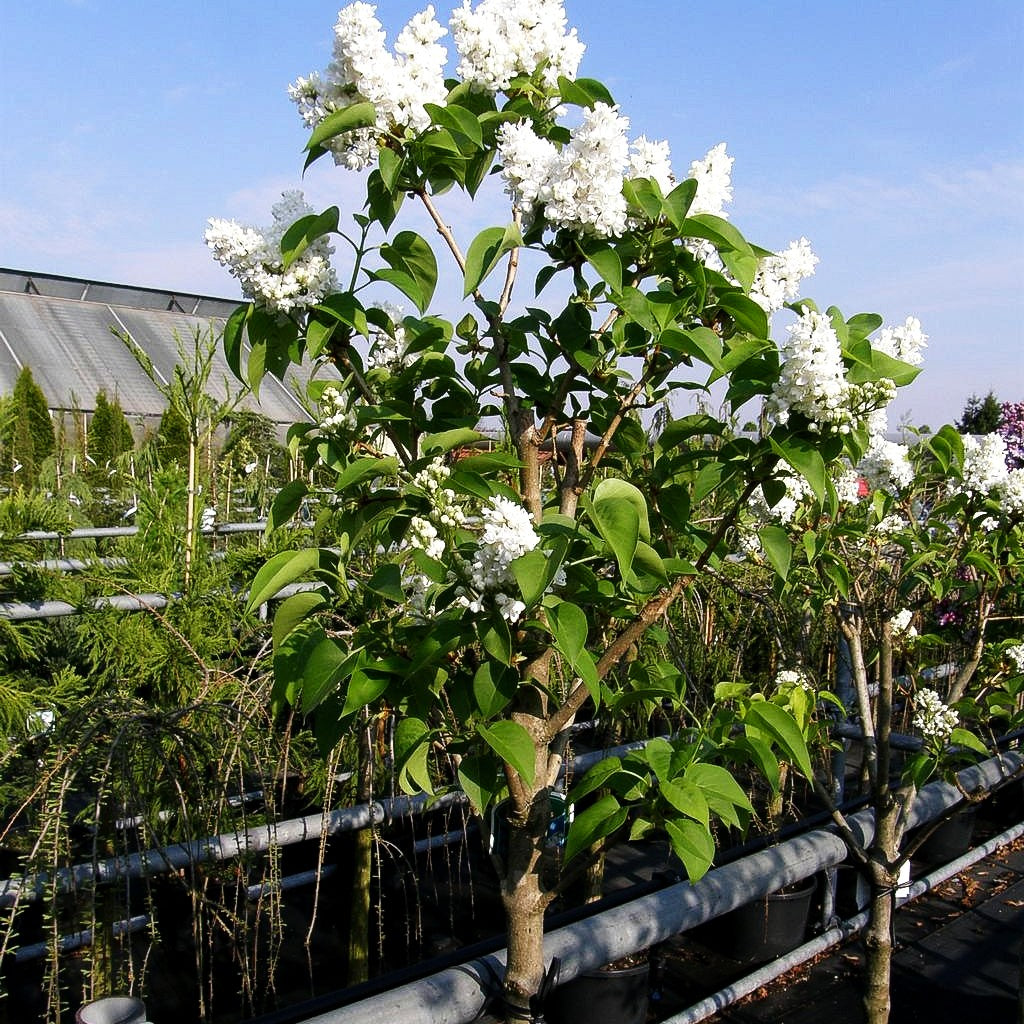 Edel-Flieder 'Mme Lemoine' (Syringa vulg.)