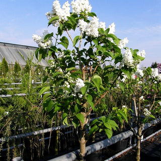 Edel-Flieder 'Mme Lemoine' (Syringa vulg.)