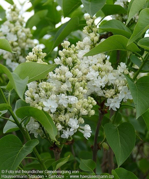 Edel-Flieder 'Mme Lemoine' (Syringa vulg.)