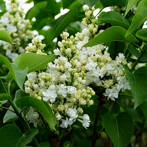 Edel-Flieder 'Mme Lemoine' (Syringa vulg.)