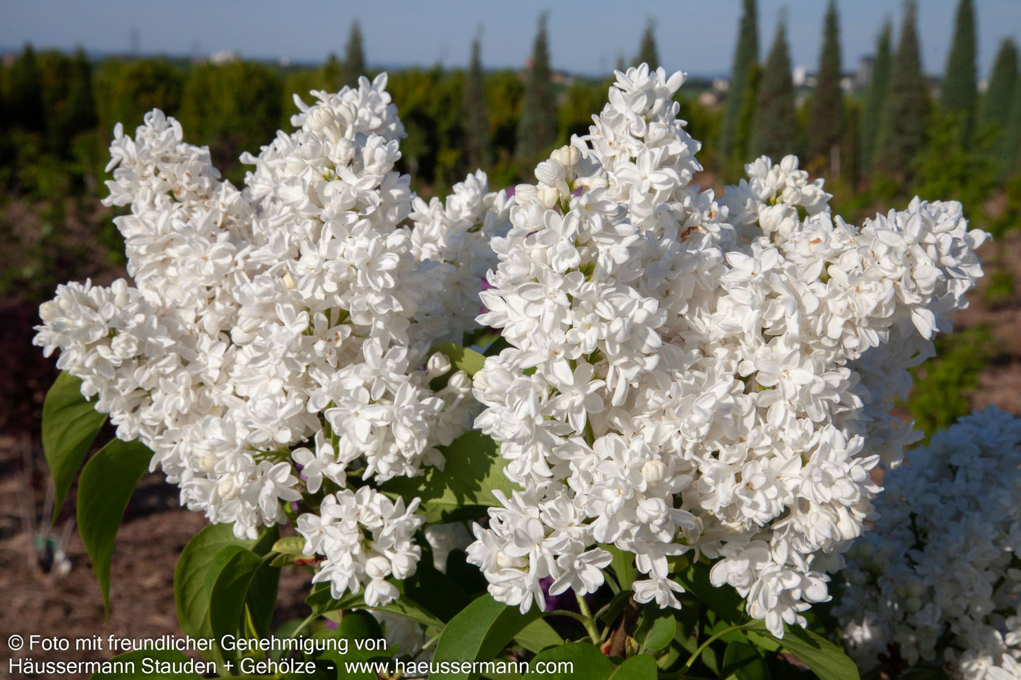 Edel-Flieder 'Mme Lemoine' (Syringa vulg.)