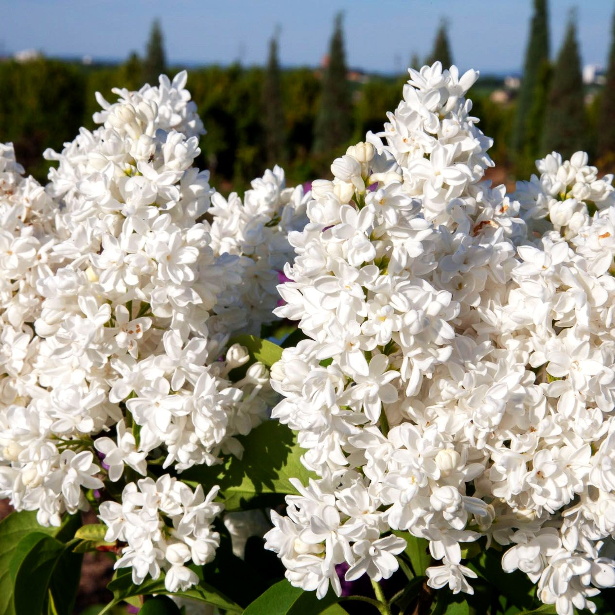 Edel-Flieder 'Mme Lemoine' (Syringa vulg.)