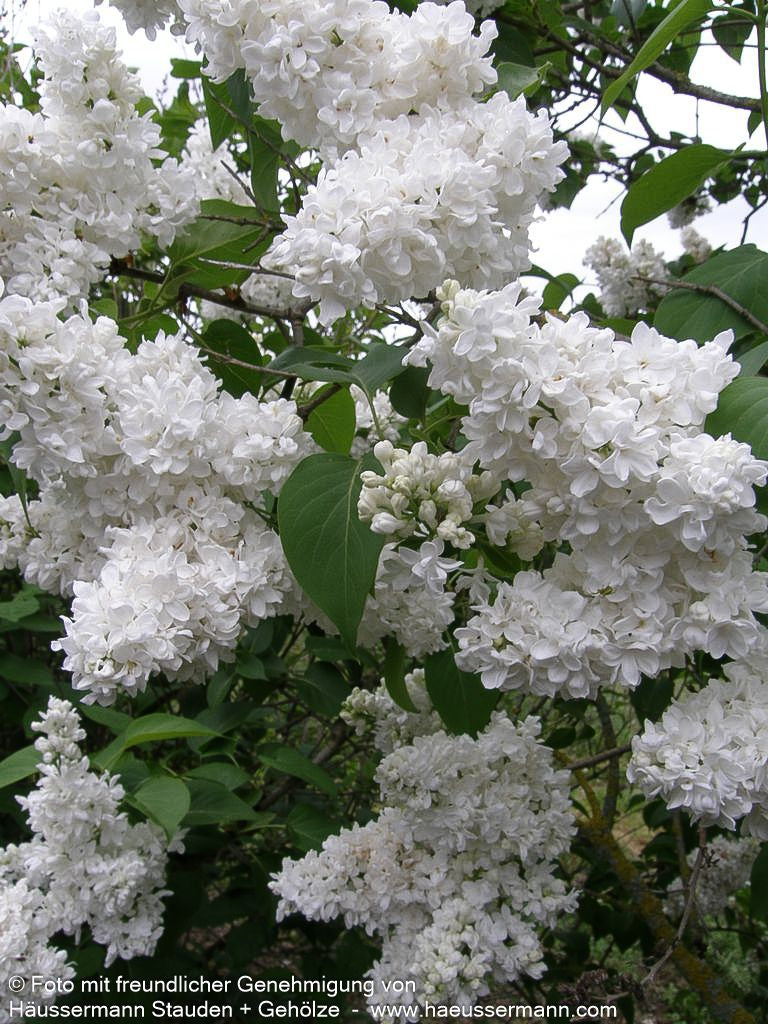 Edel-Flieder 'Mme Lemoine' (Syringa vulg.)