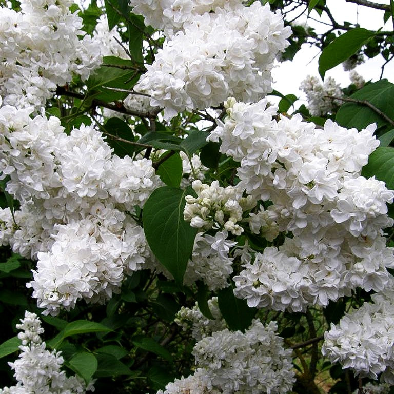 Edel-Flieder 'Mme Lemoine' (Syringa vulg.)