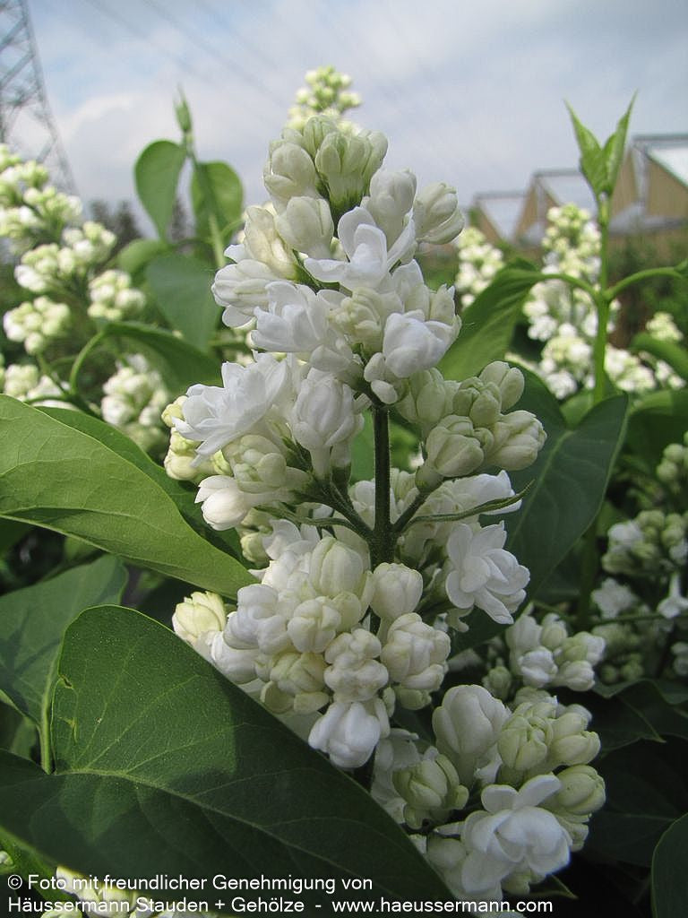 Edel-Flieder 'Mme Lemoine' (Syringa vulg.)