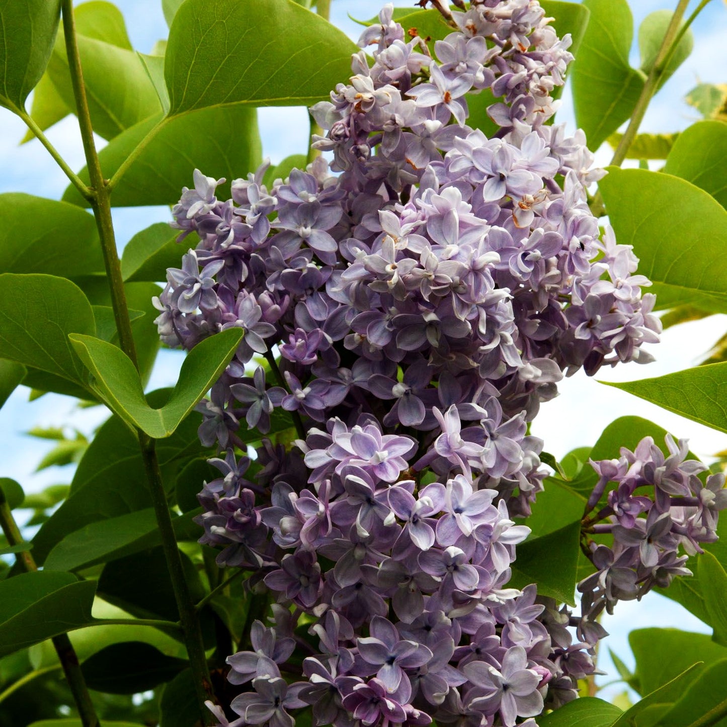 Edel-Flieder 'Olivier de Serres' (Syringa vulg.)