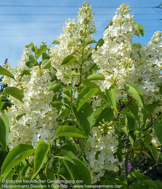 Edel-Flieder 'Primrose' (Syringa vulg.)