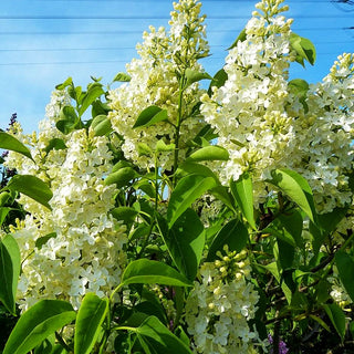 Edel-Flieder 'Primrose' (Syringa vulg.)