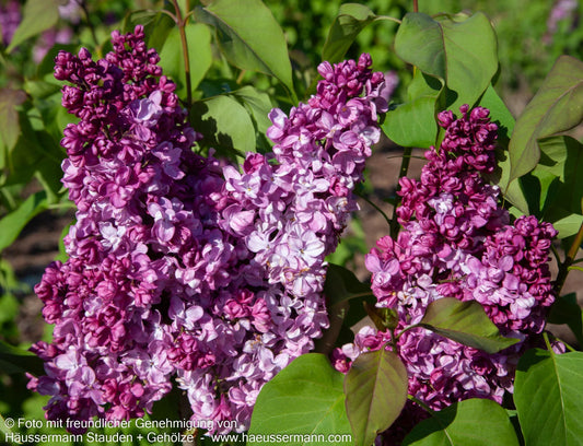 Edel-Flieder 'Prince Wolkonsky' (Syringa vulg.)