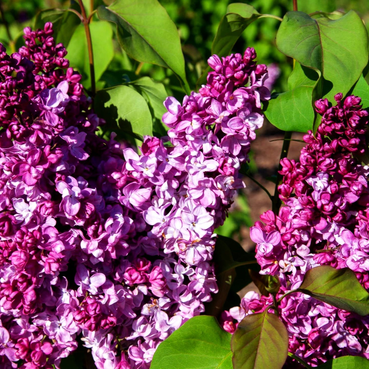 Edel-Flieder 'Prince Wolkonsky' (Syringa vulg.)