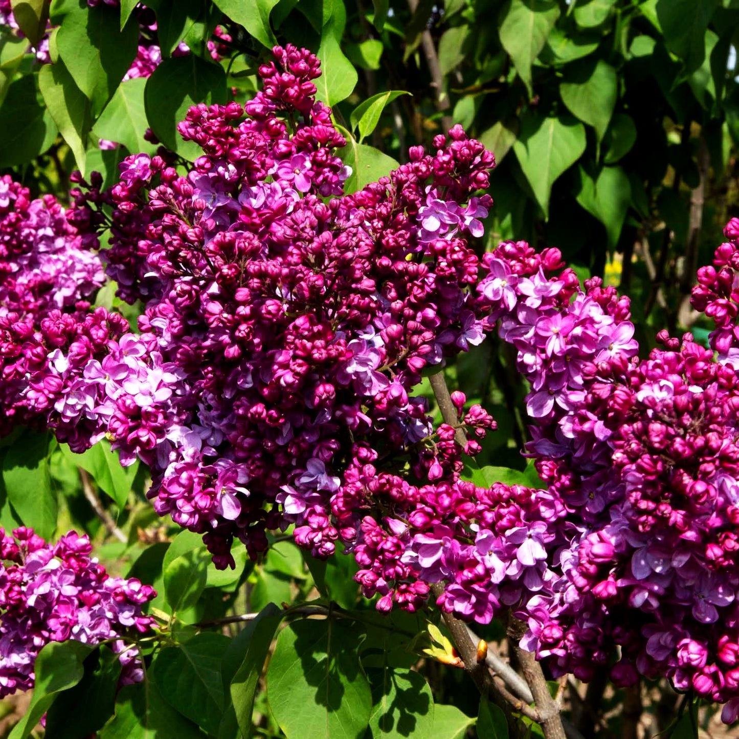 Edel-Flieder 'Prince Wolkonsky' (Syringa vulg.)