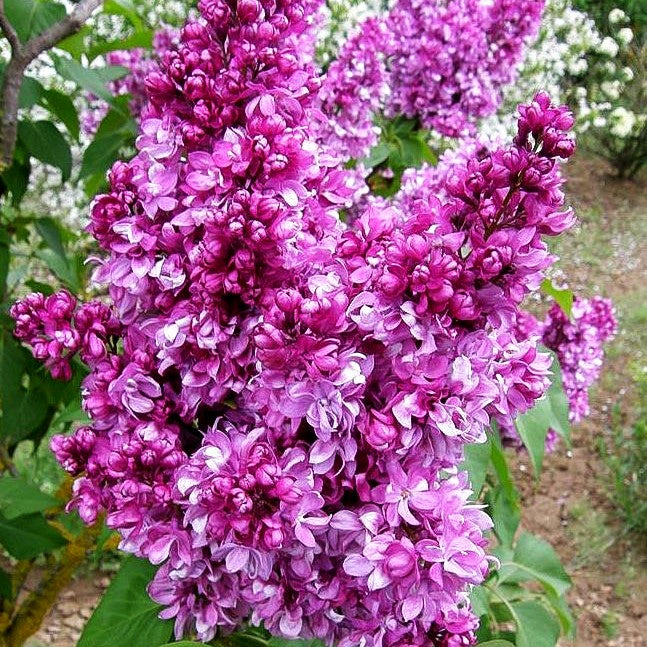 Edel-Flieder 'Prince Wolkonsky' (Syringa vulg.)