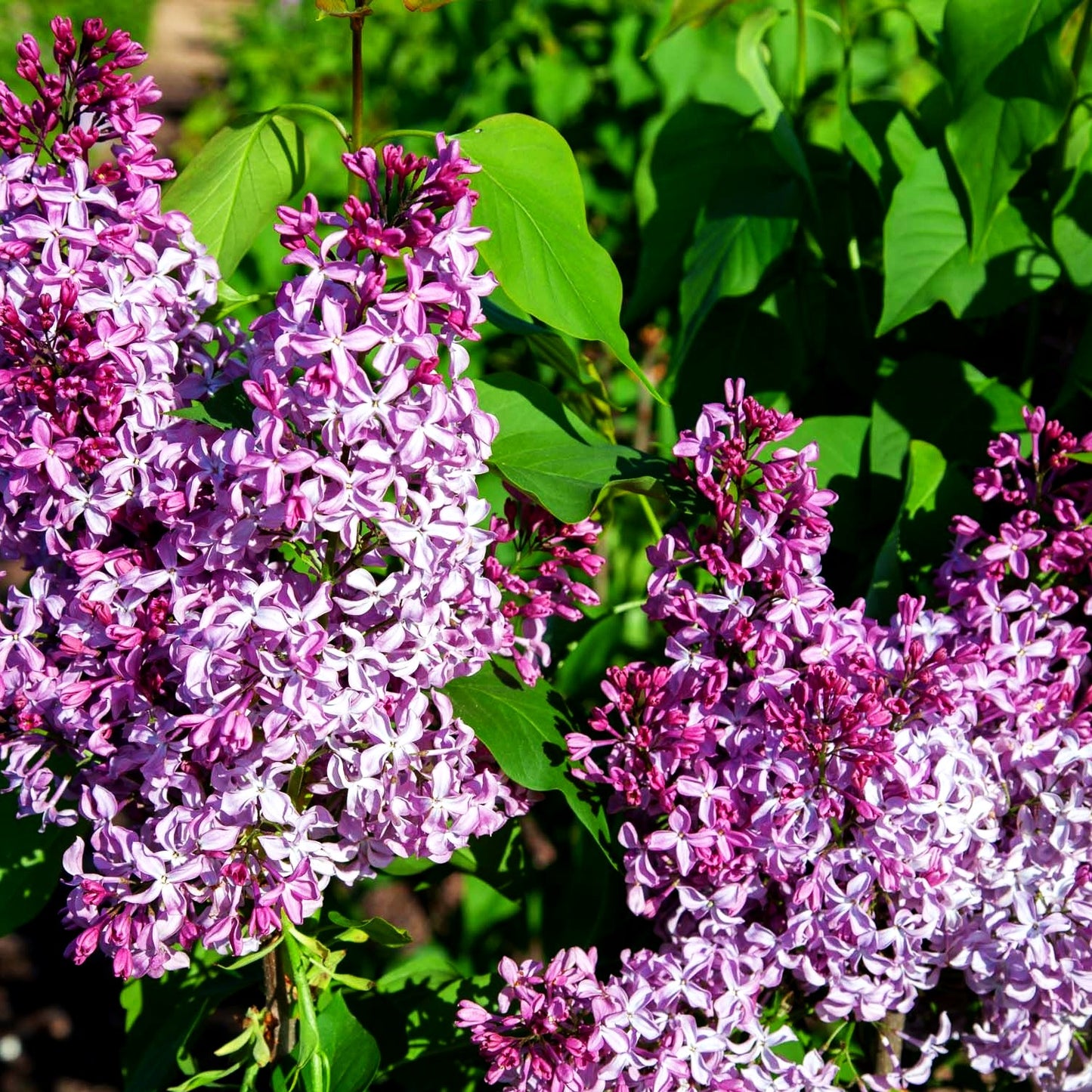 Edel-Flieder 'Princesse Sturdza' (Syringa vulg.)