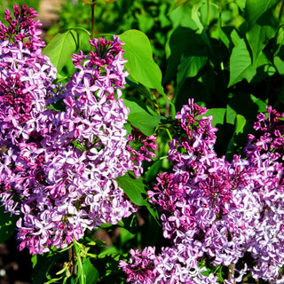 Edel-Flieder 'Princesse Sturdza' (Syringa vulg.)