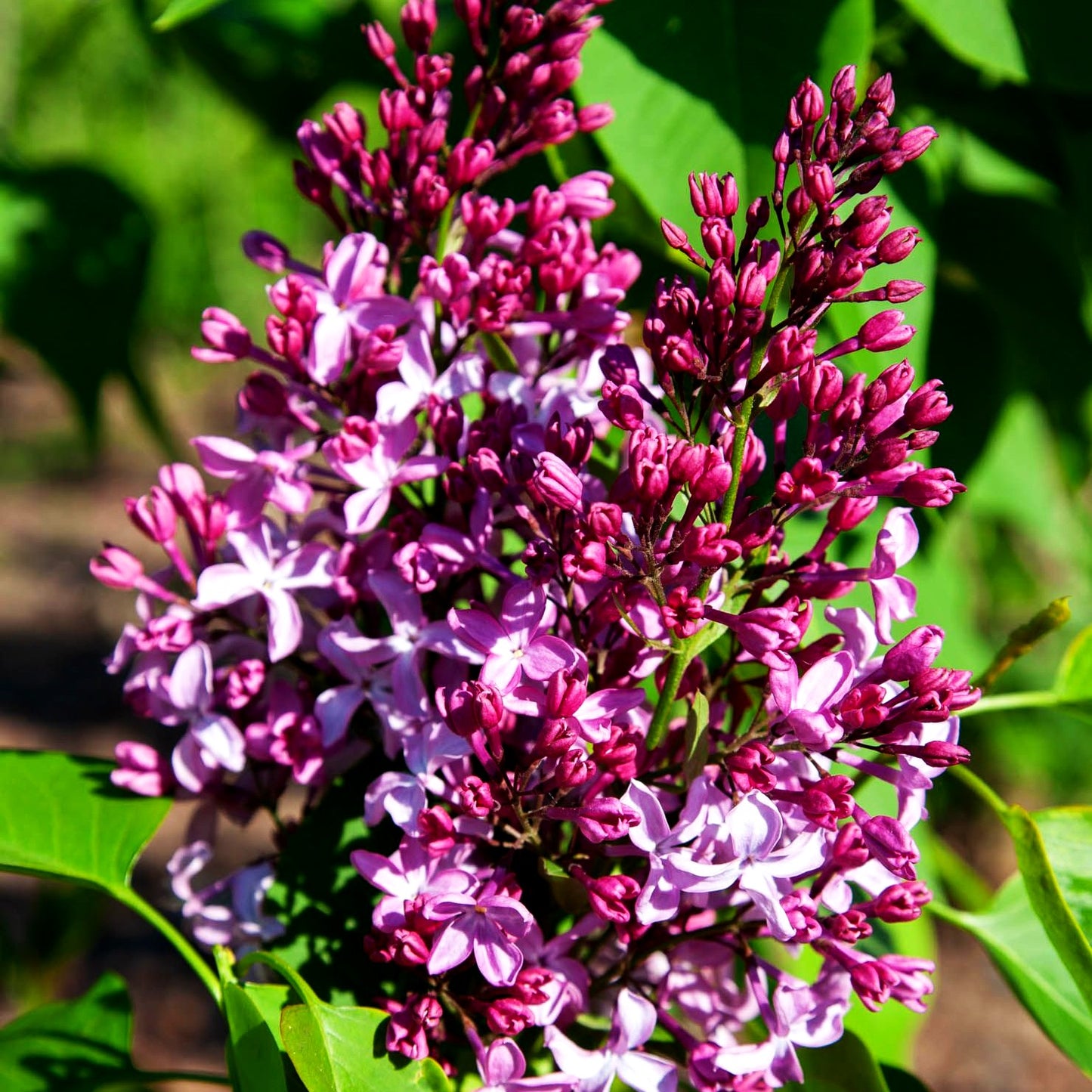 Edel-Flieder 'Princesse Sturdza' (Syringa vulg.)