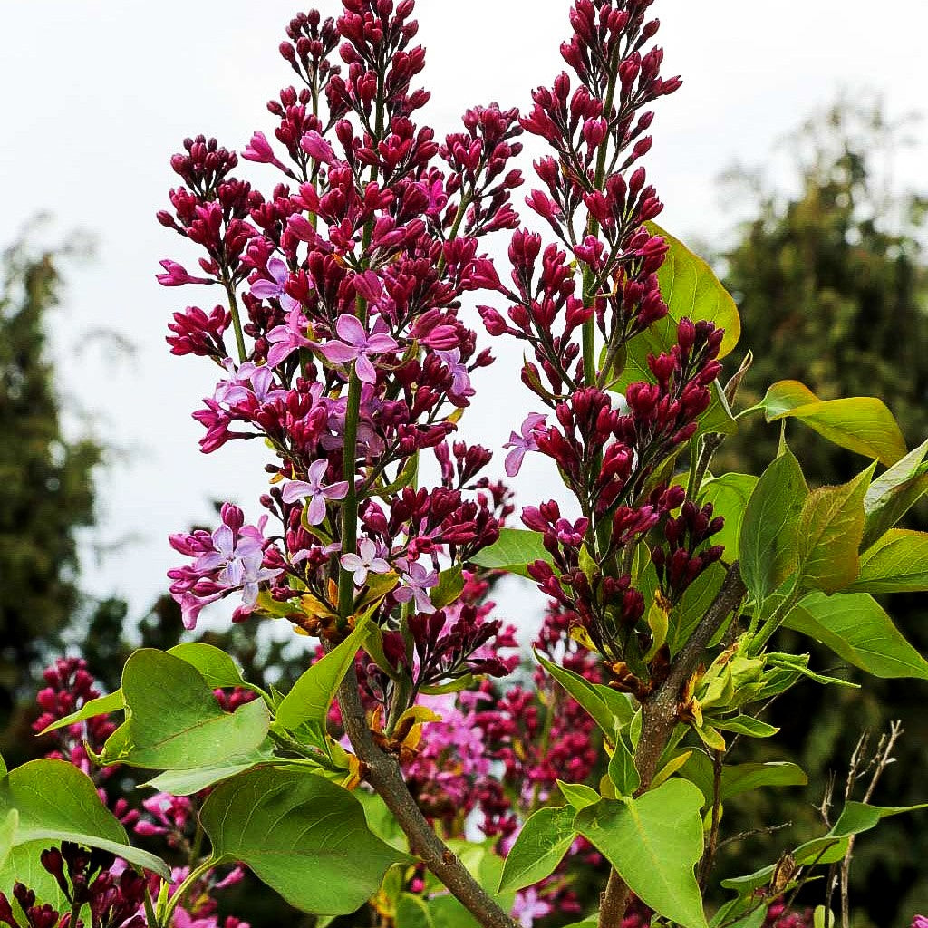 Edel-Flieder 'Princesse Sturdza' (Syringa vulg.)