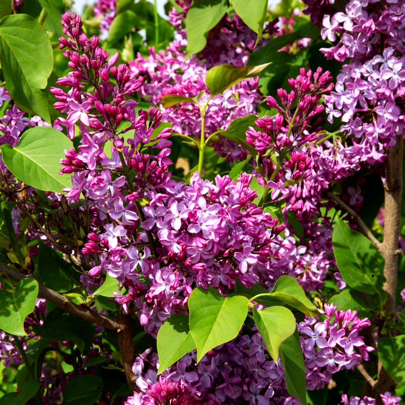 Edel-Flieder 'Princesse Sturdza' (Syringa vulg.)