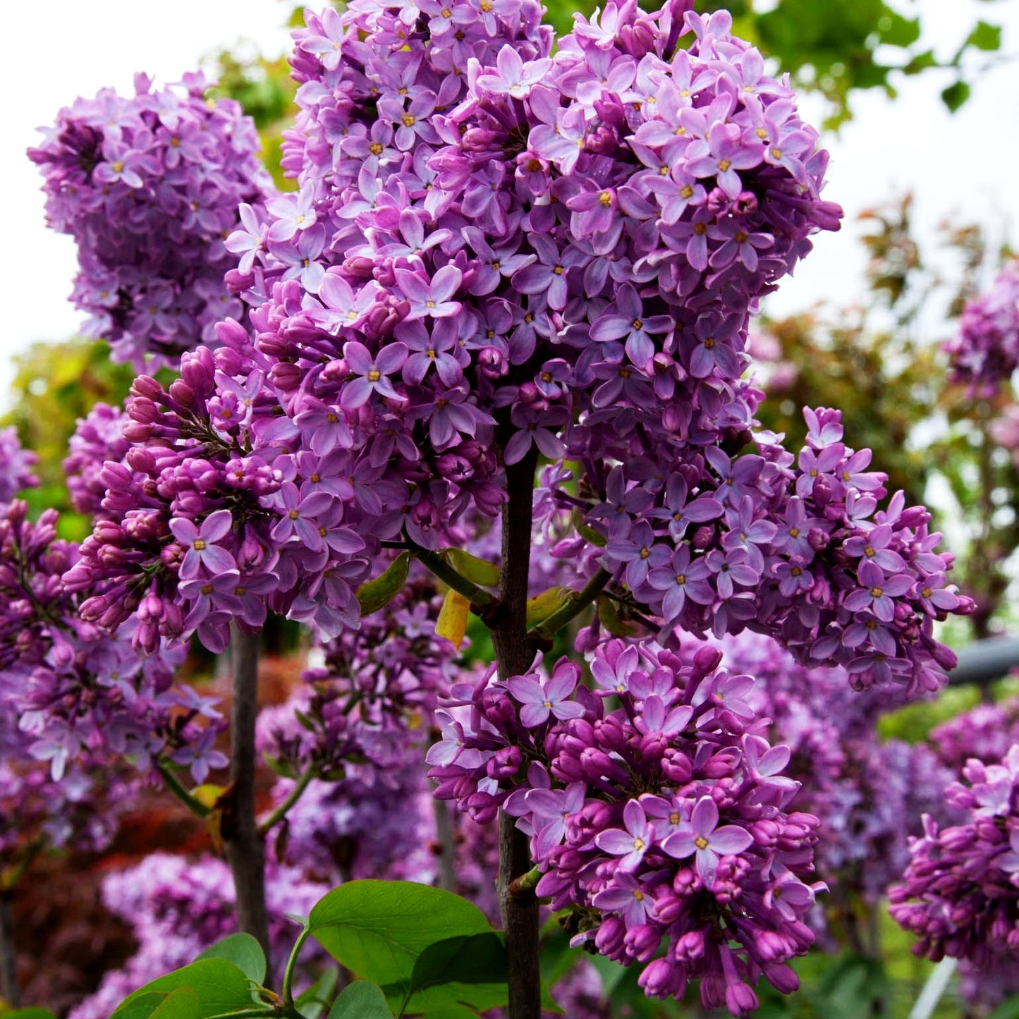 Edel-Flieder 'Reaumur' (Syringa vulg.)