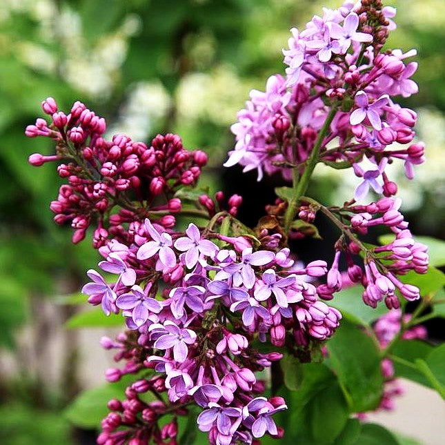 Edel-Flieder 'Reaumur' (Syringa vulg.)