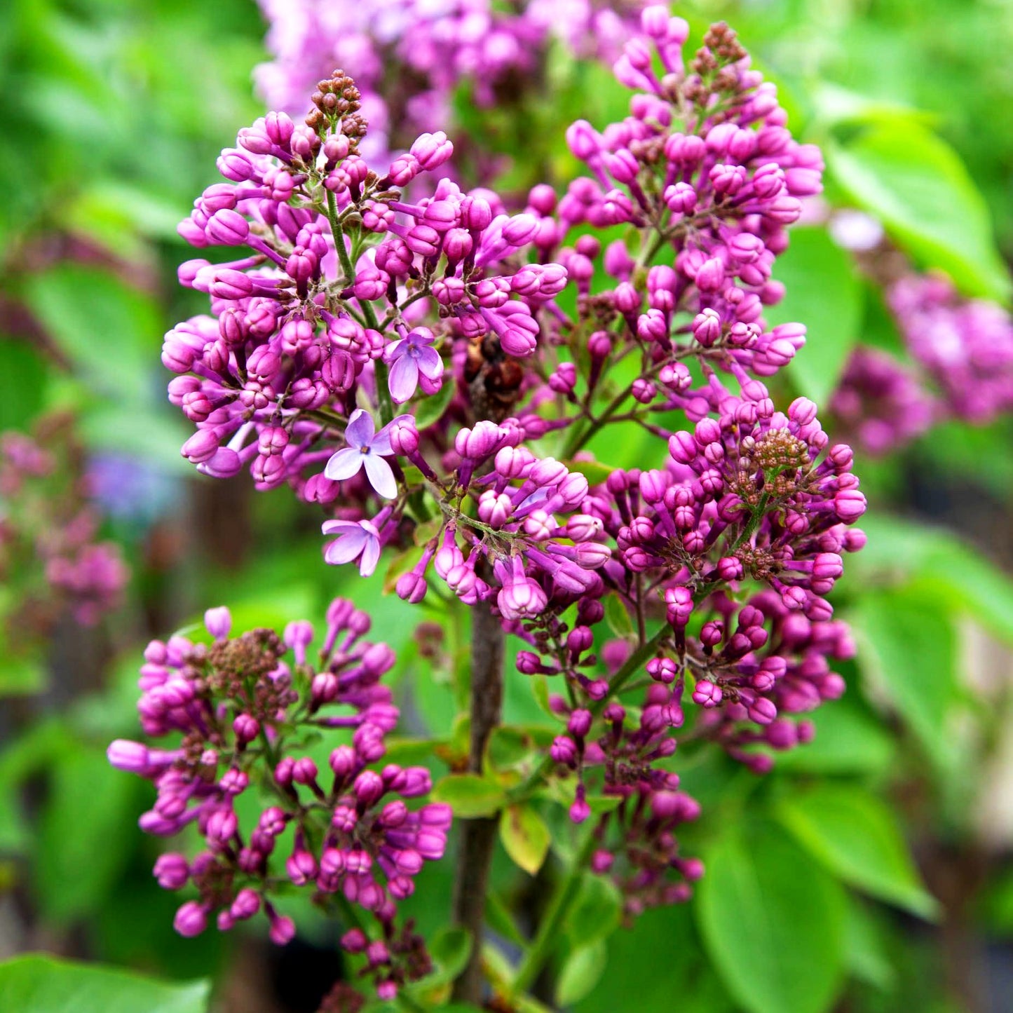 Edel-Flieder 'Reaumur' (Syringa vulg.)