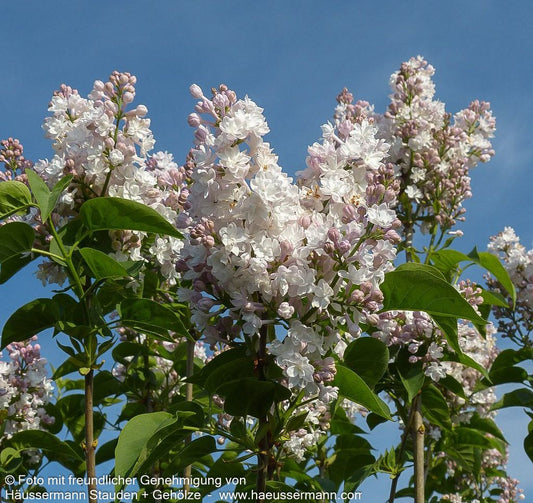 Edel-Flieder 'Schöne von Moskau' (Syringa vulg.)