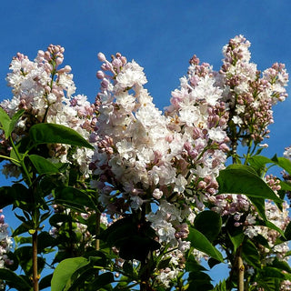Edel-Flieder 'Schöne von Moskau' (Syringa vulg.)