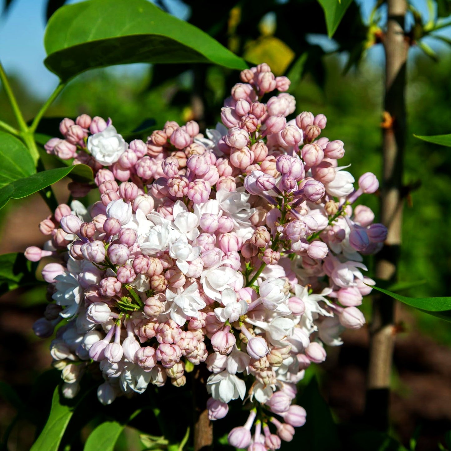 Edel-Flieder 'Schöne von Moskau' (Syringa vulg.)