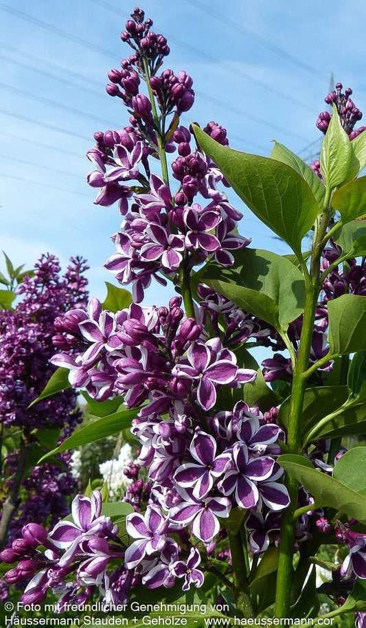 Edel-Flieder 'Sensation' (Syringa vulg.)