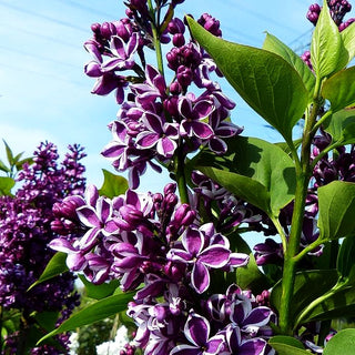 Edel-Flieder 'Sensation' (Syringa vulg.)