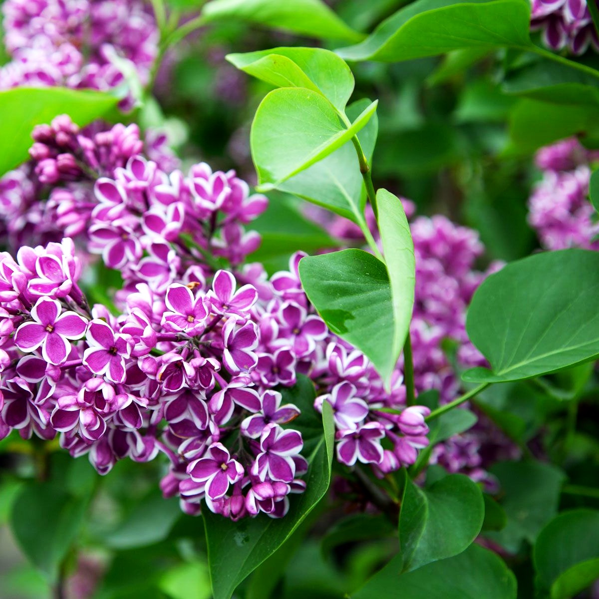Edel-Flieder 'Sensation' (Syringa vulg.)