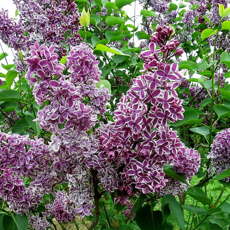 Edel-Flieder 'Sensation' (Syringa vulg.)