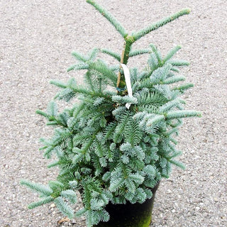 Edel-Tanne 'Bizarro' (Abies procera)