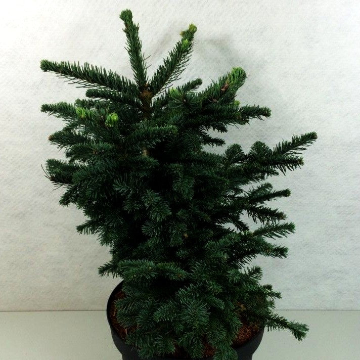 Edel-Tanne 'Bizarro' (Abies procera)